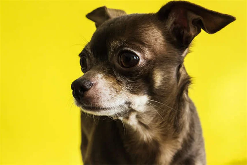 スキージョリングの始め方!愛犬に適した犬種と必須装備をチェック