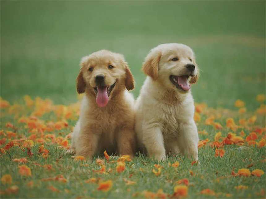 フルコナゾール 犬 副作用や注意点を解説!よくある誤解と真実