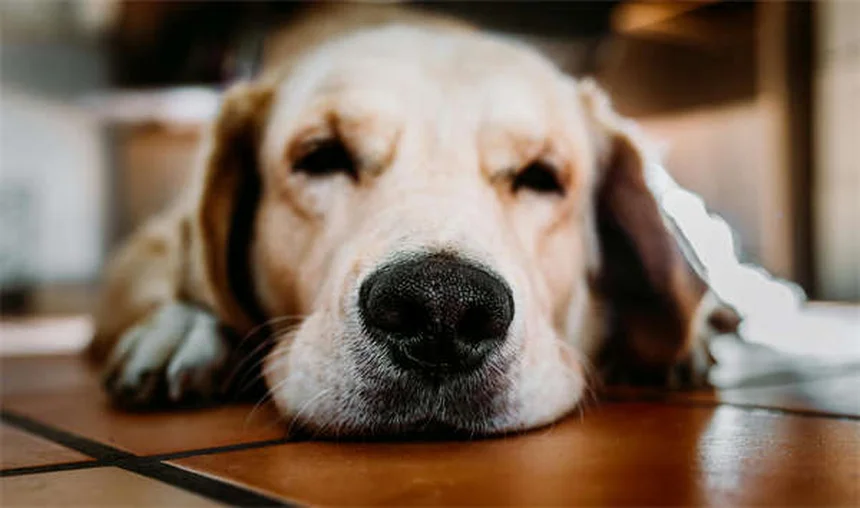 Adequan Canineの効果は?犬の関節痛治療のリアルを解説