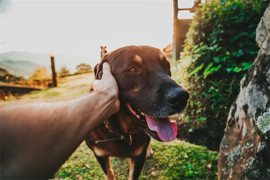 犬がおしっこを出さない!考えられる原因と緊急度を徹底解説