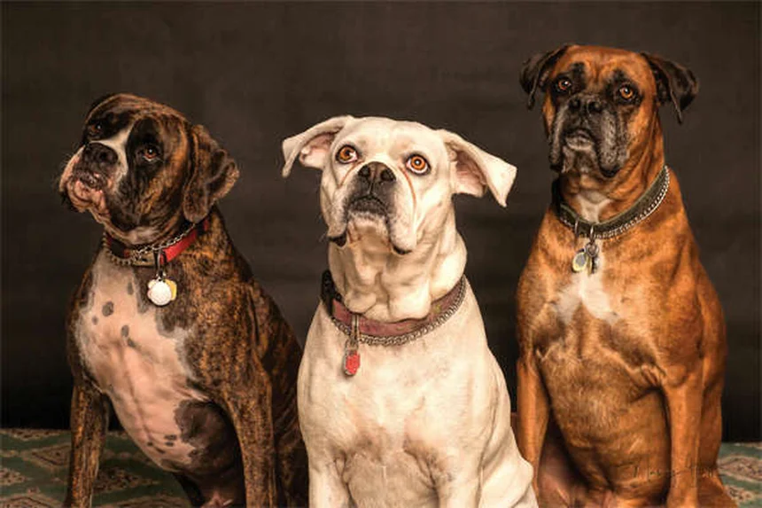 ベナゼプリルとは?犬猫の効果と副作用を獣医師が解説